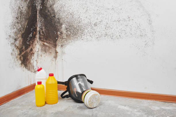 Best Residential Mold Removal  in Hughesville, PA