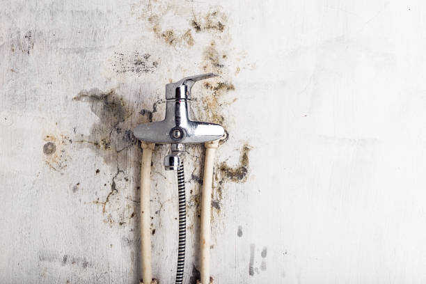 Best Mold Removal Company Near Me  in Hughesville, PA