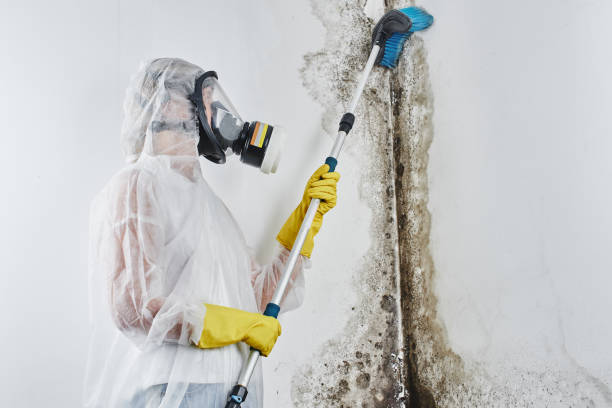 Best Commercial Mold Removal  in Hughesville, PA