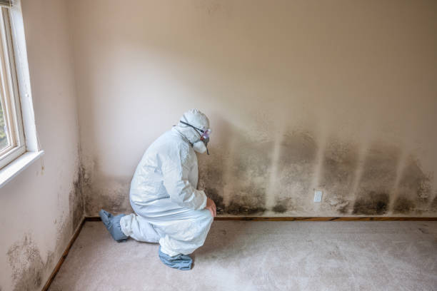 Certified Mold Removal in Hughesville, PA
