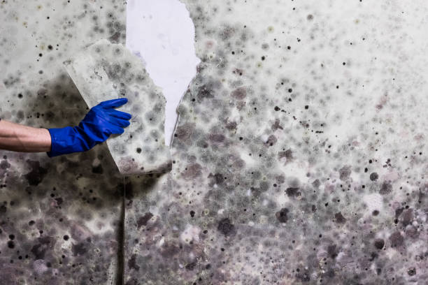 Best Toxic Mold Removal  in Hughesville, PA