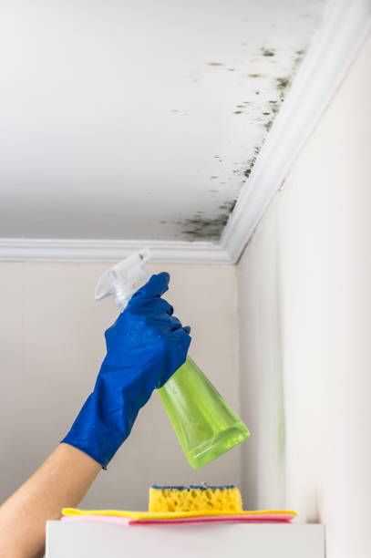 Best Home Mold Removal  in Hughesville, PA