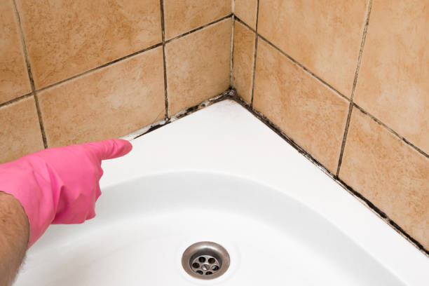 Best Attic Mold Removal  in Hughesville, PA